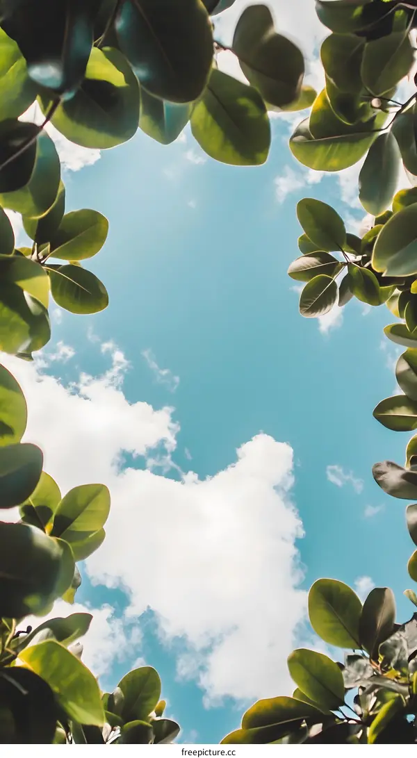 Green Leaves Against Blue Sky