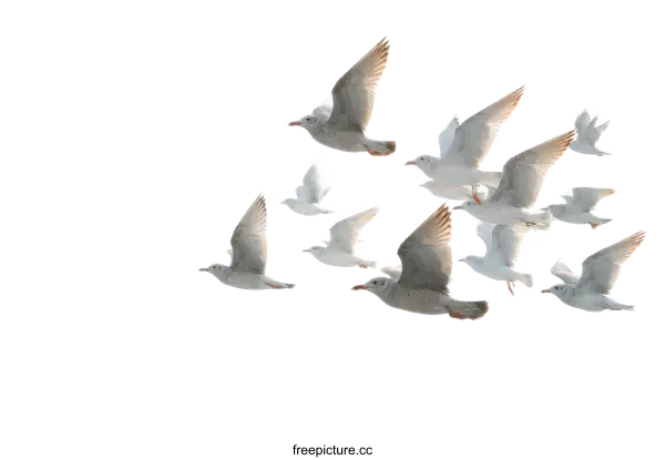 [Transparent Background PNG]Flock of Seagulls in Flight Against White Background