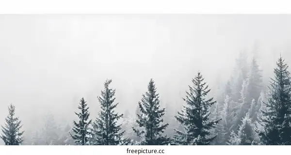 Winter Foggy Forest Landscape