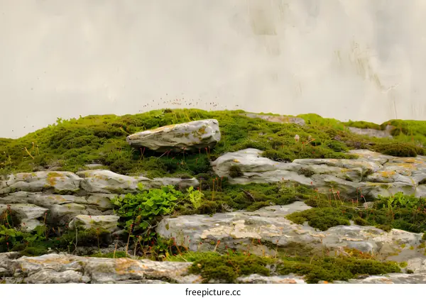 Green Moss Covered Rocks In Nature