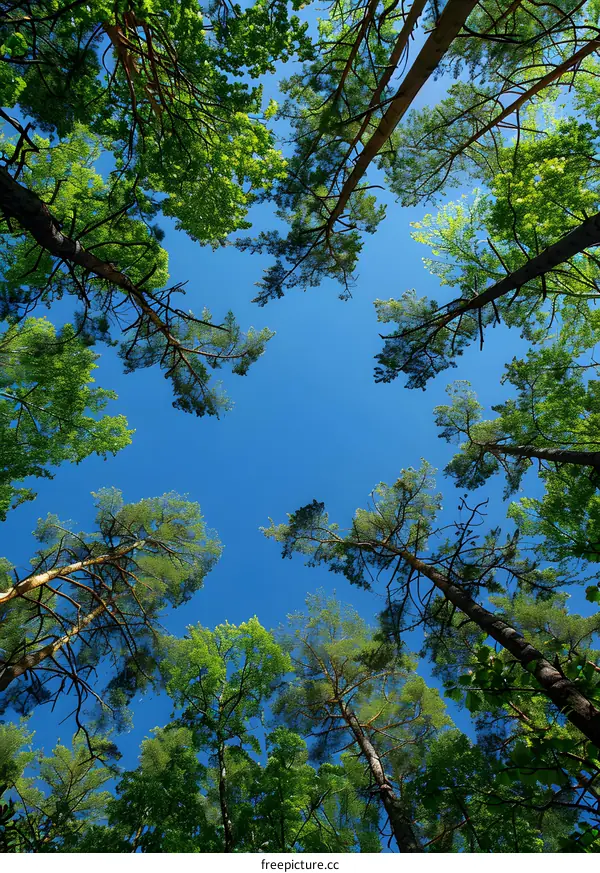 Looking Up at the Forest Canopy