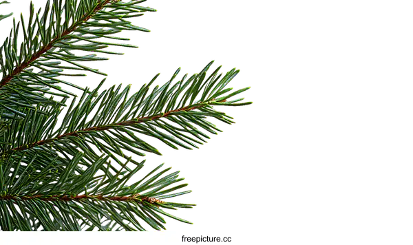 [Transparent Background PNG]Close Up Pine Tree Branch Detail