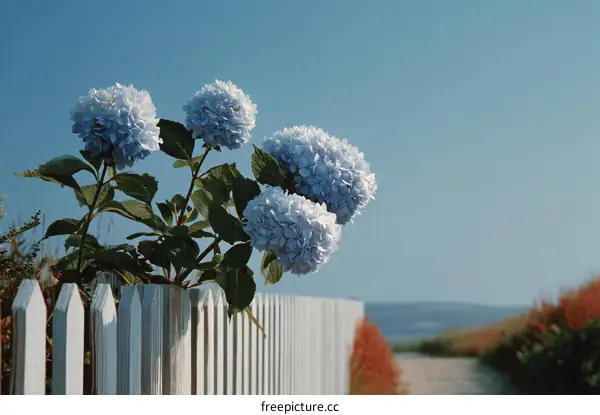 Beautiful Hydrangeas Bloom Beside a White Wooden Fence