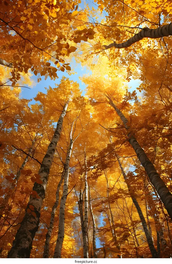 Autumn Colors In The Forest