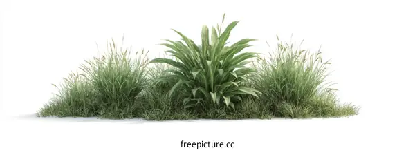 Beautiful Grass Types Arrangement