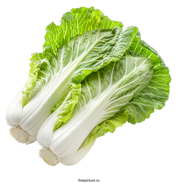 [Transparent Background PNG]Chinese cabbage isolated on white background