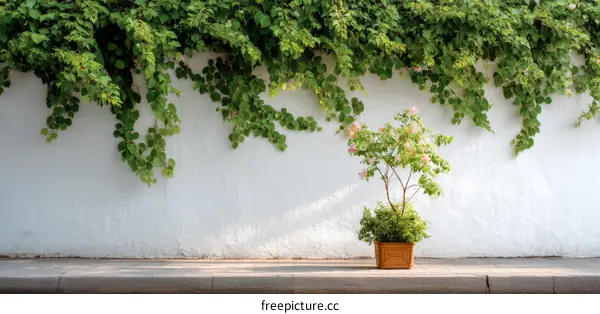 White Wall Decorated with Vines and a Small Plant