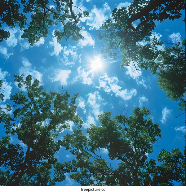 Sunlight Through Trees in Blue Sky