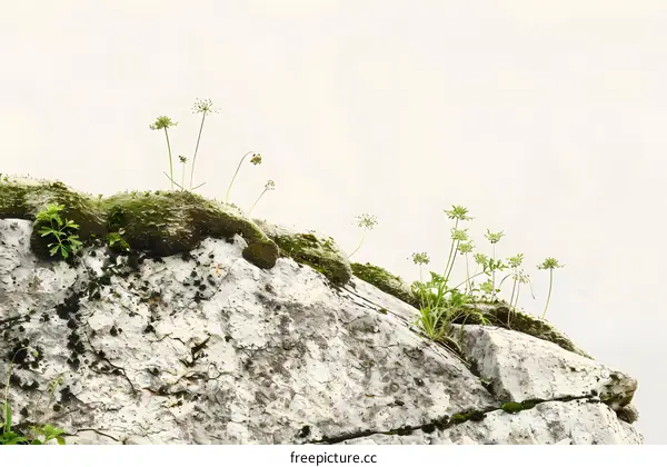 Green Plants Growing on a Rock