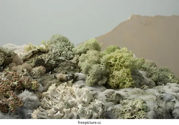 Closeup of White and Green Lichens Growing on a Mountainside