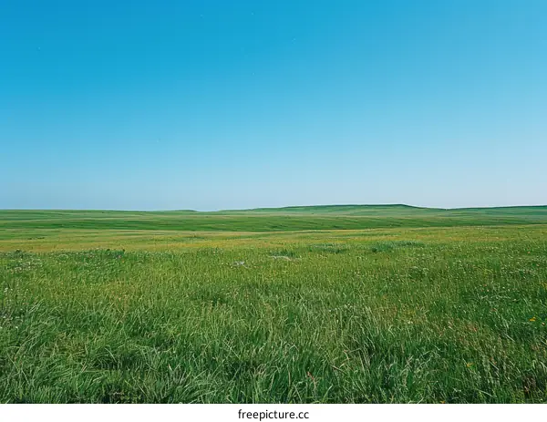 Expansive Grassland Under a Blue Sky