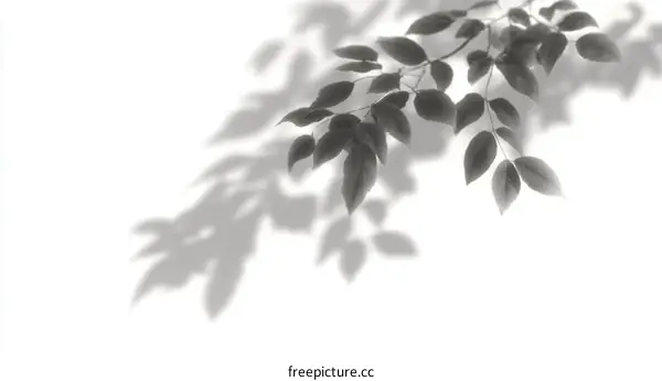 Abstract Leaf Shadows on White Background