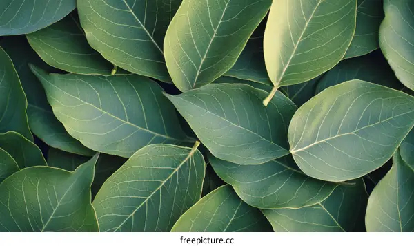 Close-up of Fresh Green Leaves