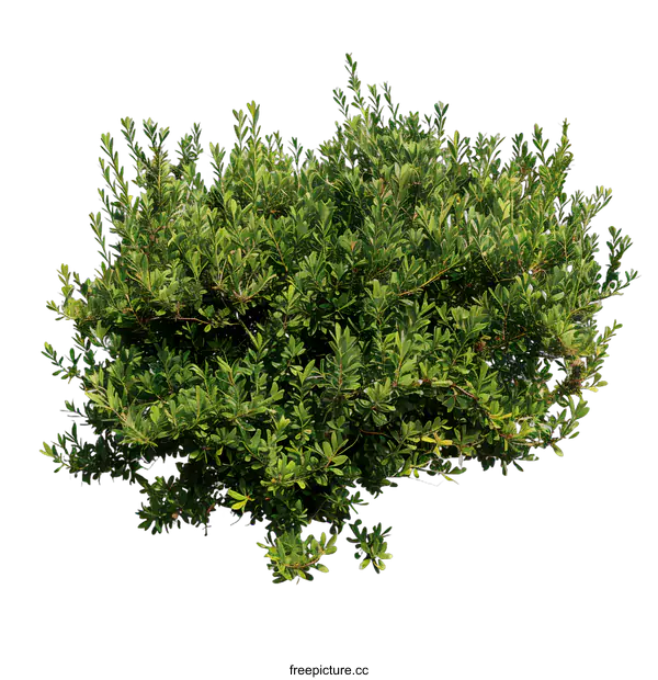 [Transparent Background PNG]Green Bush Plant Isolated On White Background