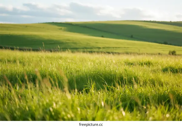 Vast green grassland under a clear sky with gentle sunlight