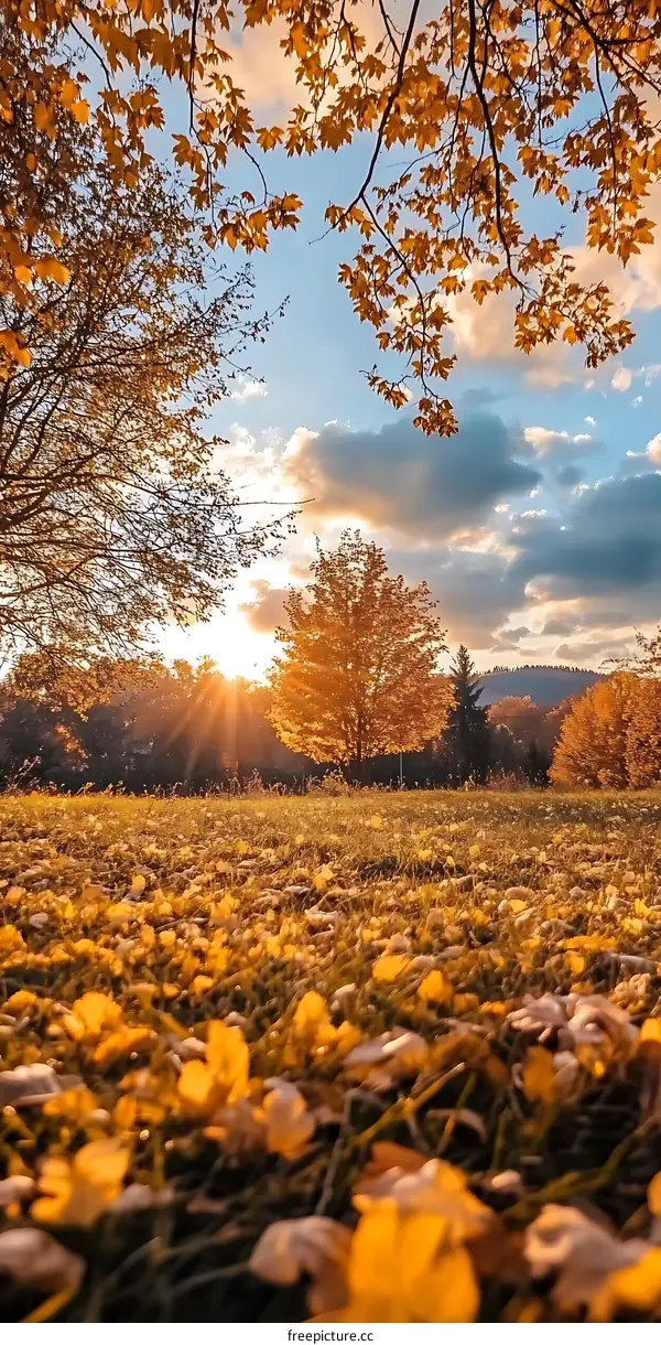 Golden Autumn Sunset with Tree Leaves on Grass