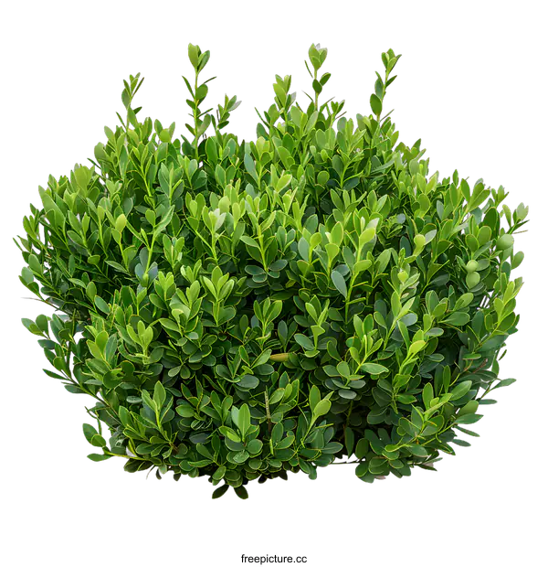 [Transparent Background PNG]Green Bush With White Background