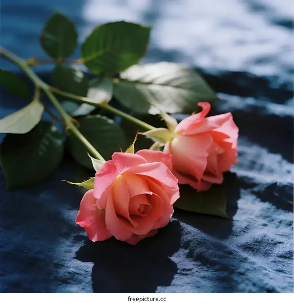 Two Pink Roses with Green Leaves on Blue Textured Surface