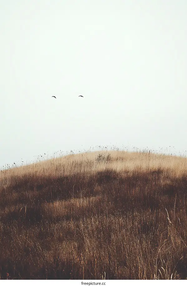 Two Birds Flying Over a Grassy Hill
