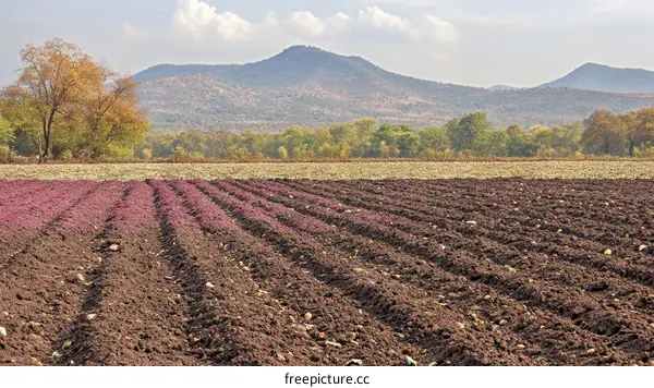 Rural Landscape with Cultivated Fields and Mountains