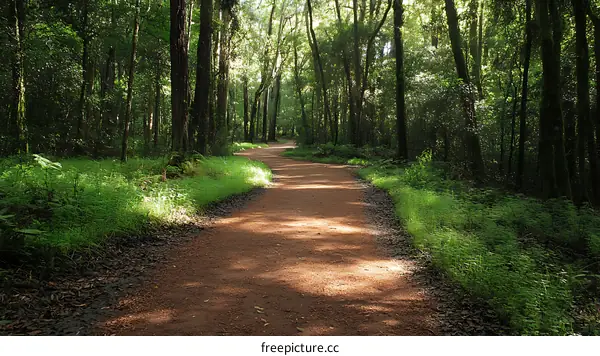 Forest Trail Winding Through Lush Trees