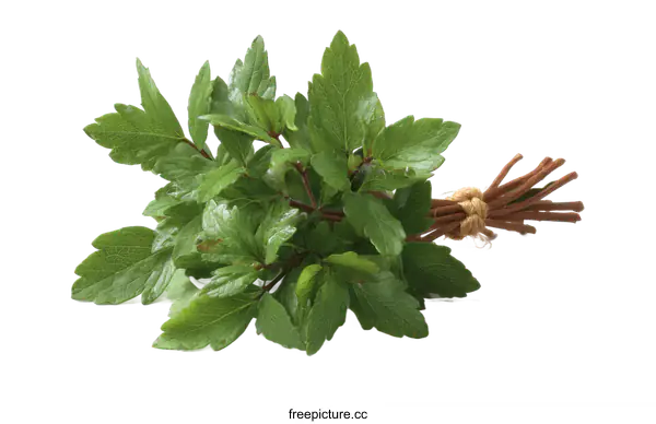 [Transparent Background PNG]Fresh Bunch of Aromatic Herbs