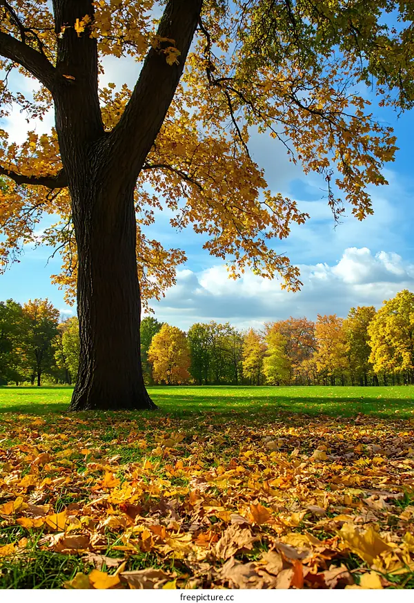 Autumn Leaves on the Grass Under a Large Tree