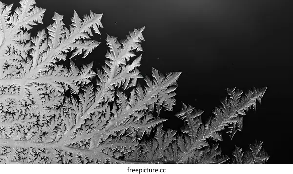Black and white image of frost on a window