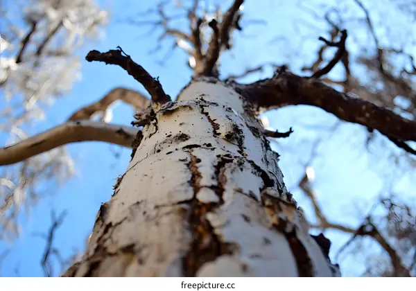 Looking Up at the Tree Trunk with Blue Sky