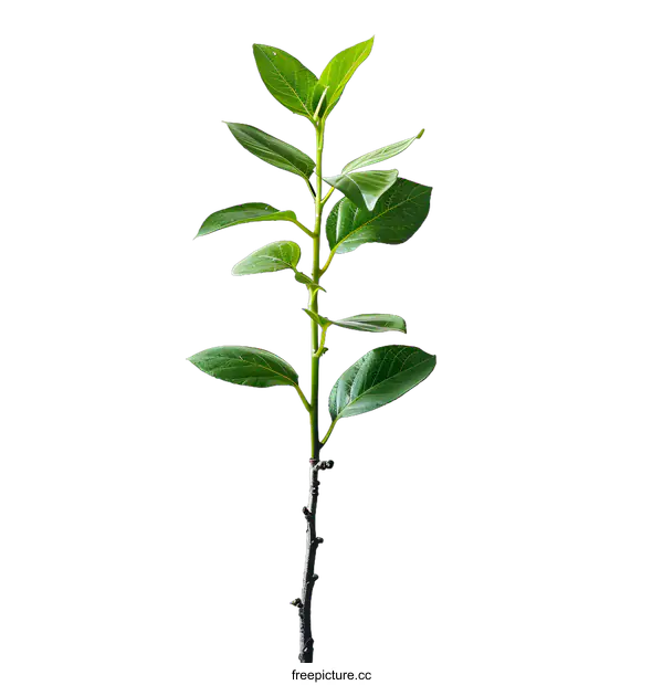 [Transparent Background PNG]A green plant on a white background