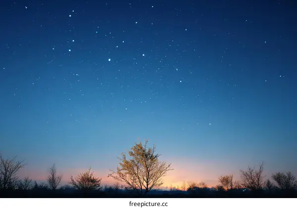Starry Night Sky Over Trees at Dusk
