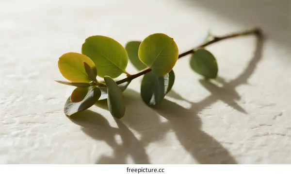 Close-up of Fresh Green Eucalyptus Leaves on Light Background