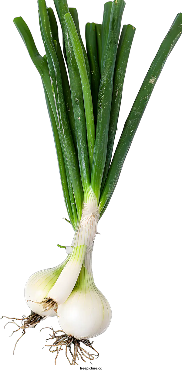 [Transparent Background PNG]Fresh Green Onions with Roots on White Background