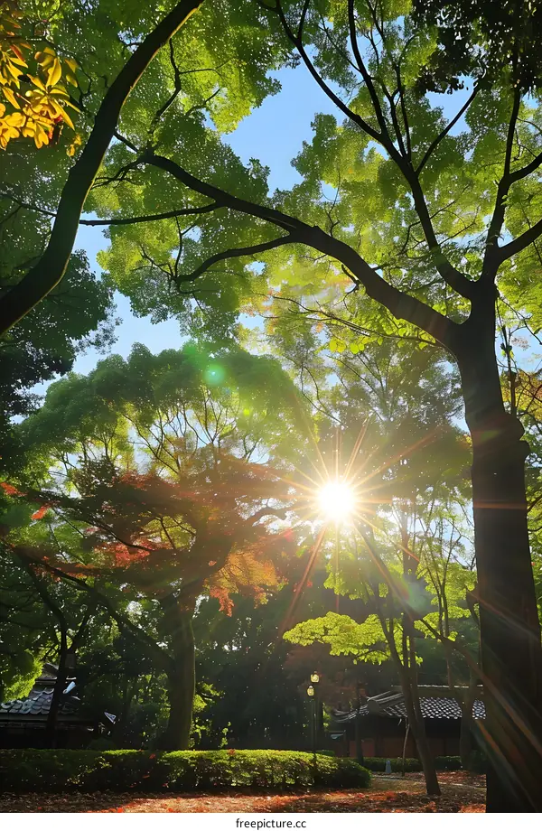 Sunlight Shining Through Trees in a Forest