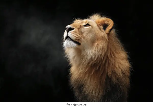 Majestic Lion Portrait Against Black Background