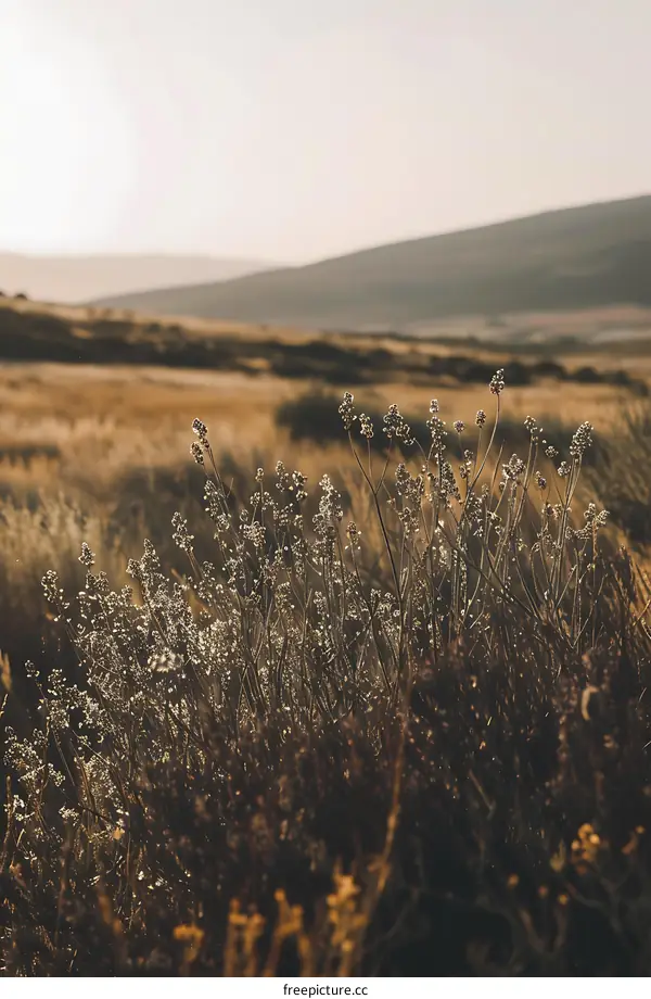 Golden Grass Field Landscape with Hills in the Background