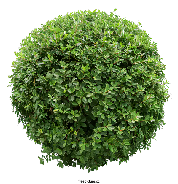 [Transparent Background PNG]Green Bush Top View Isolated on White Background