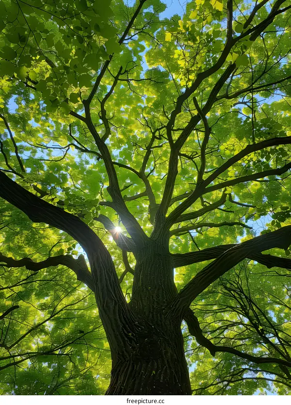 Sunlight Through Tree Branches