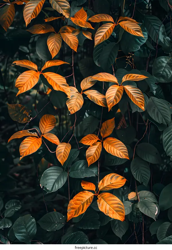 Orange and Green Leaves in the Jungle