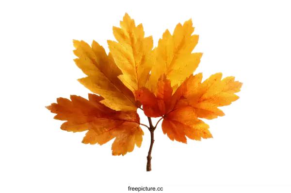 [Transparent Background PNG]Autumn Leaves Cluster Isolated on White Background