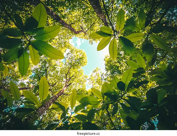 Looking Up at the Sky Through Lush Green Tree Canopy