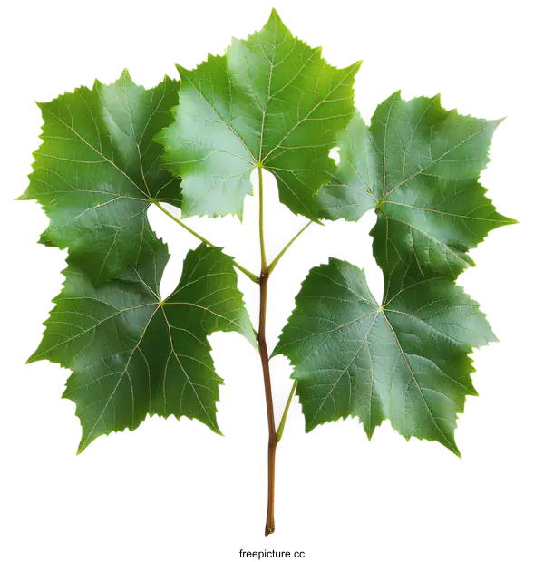 [Transparent Background PNG]Fresh Grapevine Leaves Isolated on White Background