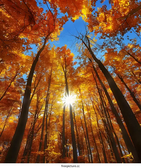 Autumn Forest With Sun Shining Through The Trees