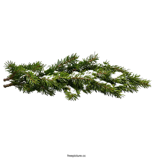 [Transparent Background PNG]Winter Snowy Fir Branch Illustration