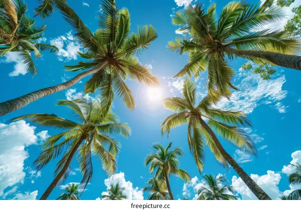 Gazing Up at Majestic Coconut Palms