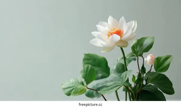 Delicate White Lotus in Elegant Setting
