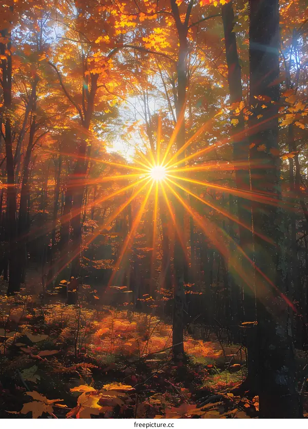 Golden Rays Through Autumn Trees
