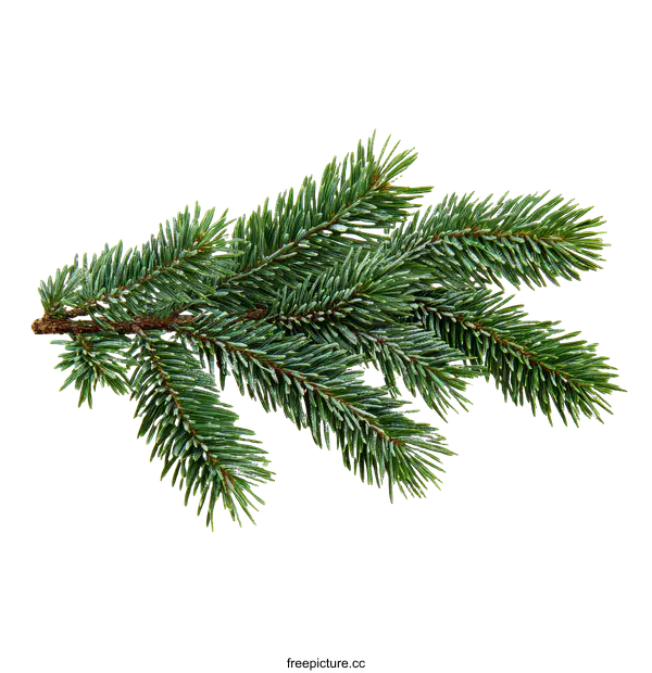 [Transparent Background PNG]Christmas Fir Branch Decorated with Frost