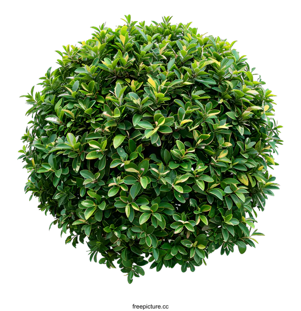 [Transparent Background PNG]Green Bush Top View Isolated on White Background