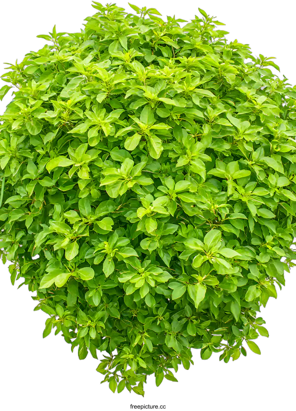[Transparent Background PNG]Green Bush With White Background